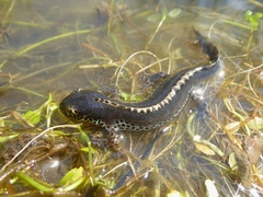 Ichthyosaura alpestris alpestris