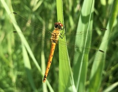 Sympetrum depressiusculum