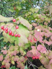 Viburnum opulus
