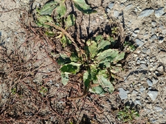 Plantago