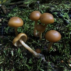 Galerina marginata