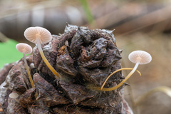 Strobilurus albipilatus