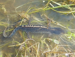 Ichthyosaura alpestris alpestris