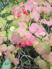 Viburnum opulus