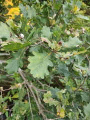 Quercus