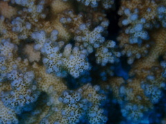 Pocillopora