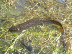 Triturus cristatus