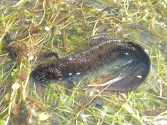Triturus cristatus