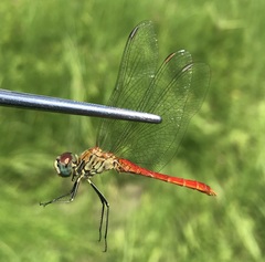 Sympetrum tibiale