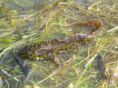 Triturus marmoratus