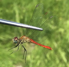 Sympetrum tibiale