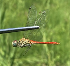 Sympetrum tibiale