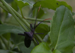 Acanthocephala terminalis