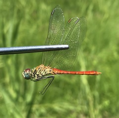 Sympetrum tibiale