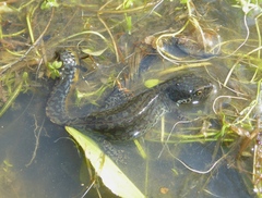 Ichthyosaura alpestris alpestris