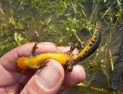 Ichthyosaura alpestris alpestris