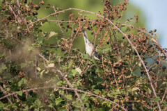 Curruca melanocephala