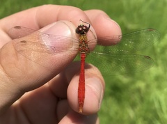 Sympetrum tibiale