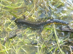 Ichthyosaura alpestris alpestris