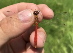 Sympetrum tibiale