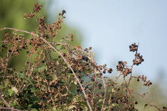 Curruca melanocephala