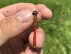 Sympetrum tibiale