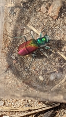Cicindela scutellaris