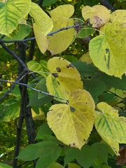 Tilia americana