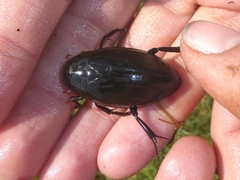 Hydrophilus piceus