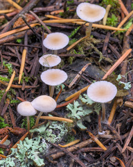 Strobilurus trullisatus