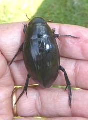Hydrophilus piceus