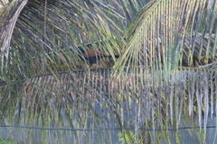 Centropus sinensis