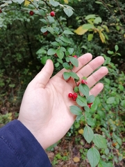 Cotoneaster divaricatus