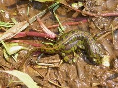 Triturus marmoratus