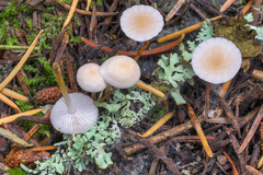 Strobilurus trullisatus