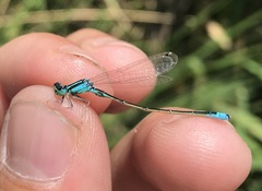 Ischnura pumilio