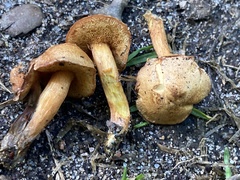 Chalciporus