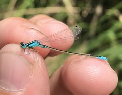 Ischnura pumilio