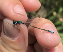Ischnura pumilio