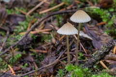 Mycena capillaripes
