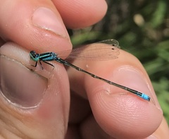 Ischnura pumilio