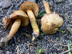 Chalciporus