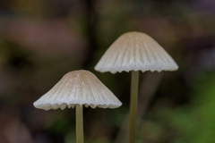 Mycena capillaripes