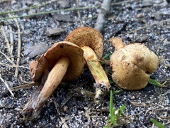 Chalciporus