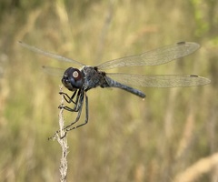 Selysiothemis nigra