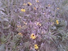 Rudbeckia