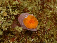 Balanophyllia regia