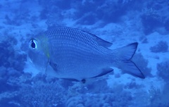 Monotaxis grandoculis