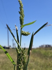Echinochloa colona