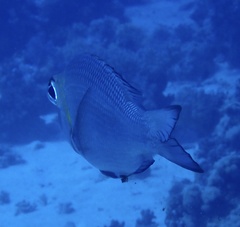 Monotaxis grandoculis